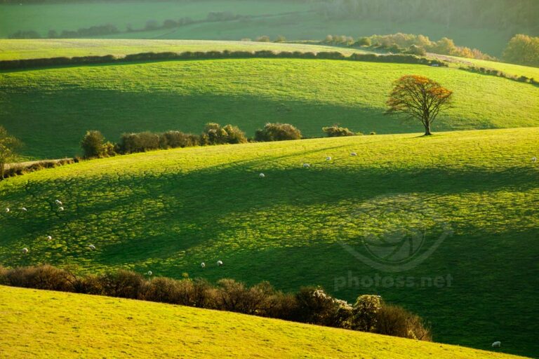 Autumn on the South Downs